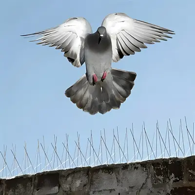 Bird Spikes - Secure Netting Safety Nets Anantapur, Kurnool, Kadapa