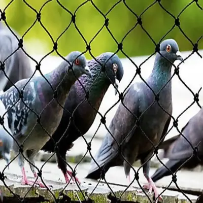 Secure Netting Safety Nets - Pigeon Safety Nets Anantapur, Kadapa, Kurnool
